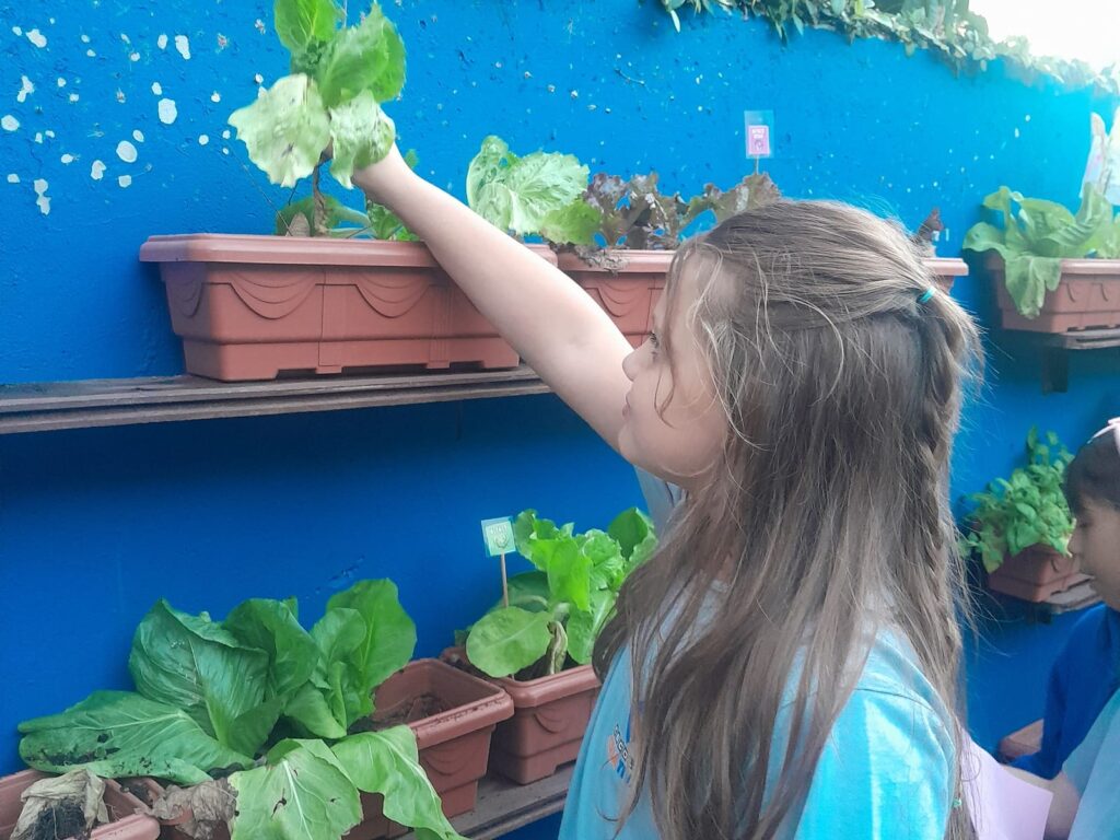 Aluna do 2º ano estica o braço para cuidar de uma muda na horta suspensa da escola, presa a um muro azul.